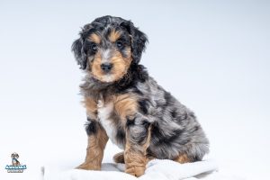 Frederick6wks7725 300x200