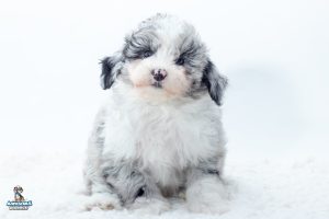 Rosco7wk1329 300x200