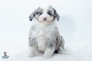 Yuki7wk1355 300x200