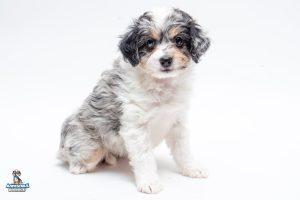 Buffy7wk0184 300x200
