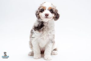 Cinnamon7wk0256 300x200