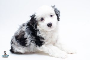 KitKat7wk0637 1 300x200