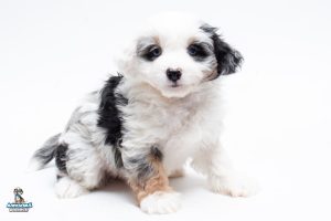 Snickers7wk0579 1 300x200