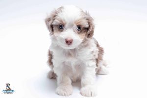 Cinnamon7wk4096 300x200