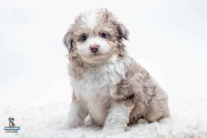Lumi7wk5559 300x200