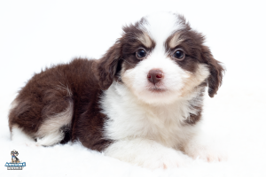 Primrose7wk1252 300x200