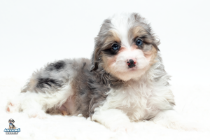 Pua7wk2852 300x200