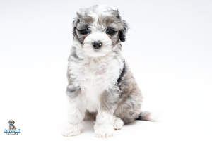 Racer7wk8929 2 300x200