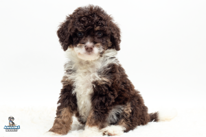 Sandy7wk2781 300x200